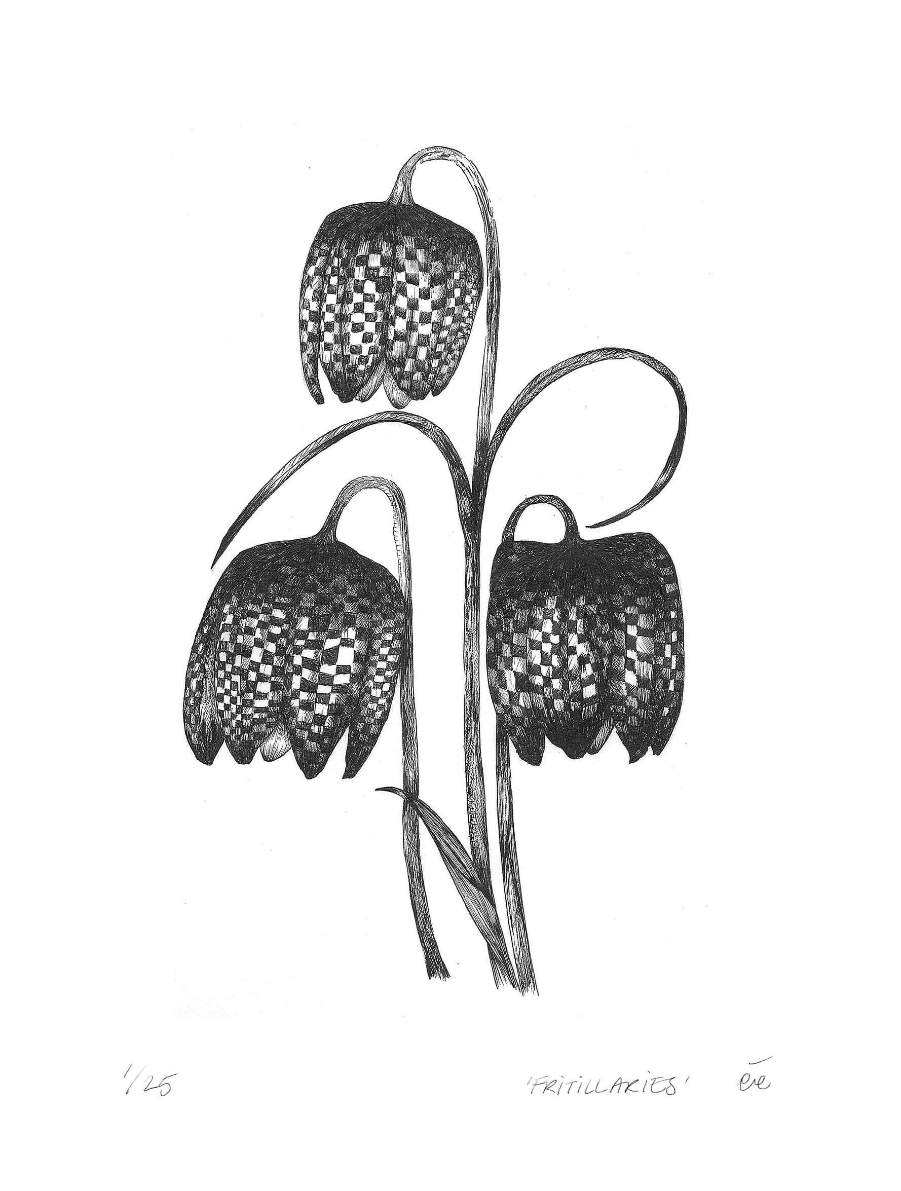 Botanical illustration